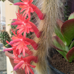 Cleistocactus winteri subs. colademononis (Monkey's Tail Cactus)