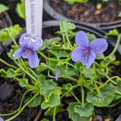 Viola hederacea 'Monga Magic'