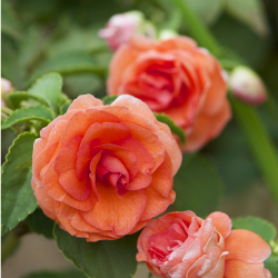 Impatiens 'Double Bonita Salmon'