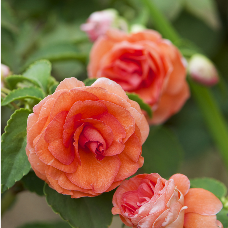 Impatiens 'Double Bonita Salmon'