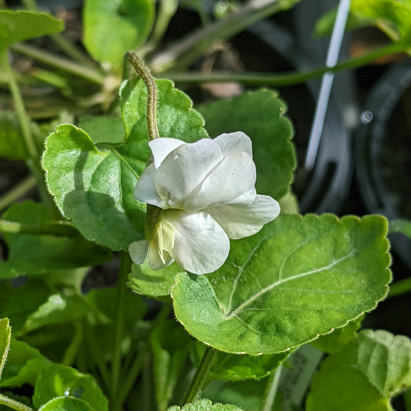 Viola 'Conte di Brazza'