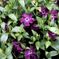 Vinca minor 'Elizabeth Cran'