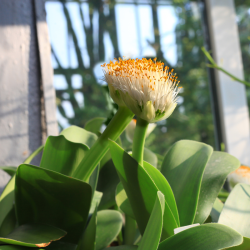 Haemanthus albiflos (Paint Brush Lily)