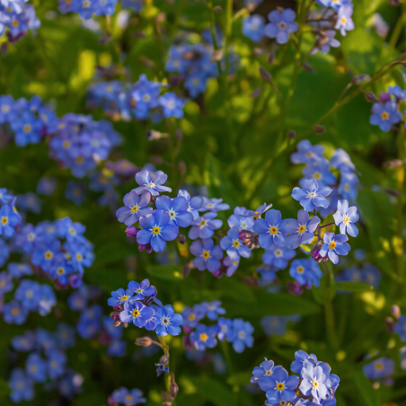 Myosotis Sylvatica Forget Me Not The Small Batch Nursery