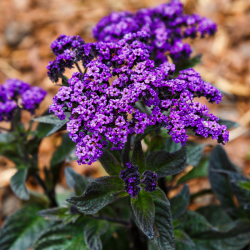 Heliotropium arborescens Cherry Pie