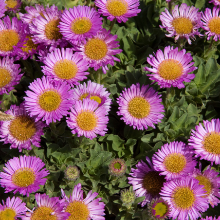 Erigeron glaucus 'Quakeress'