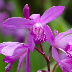 Bletilla striata (Chinese Ground Orchid)