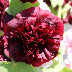 Alcea 'Chaters Maroon'