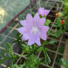 Malva moschata 'Rosea' (Musk Mallow)