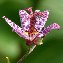 Tricyrtis formosana Variegata (Variegated Toad Lily)