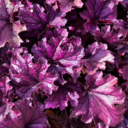 Heuchera 'Forever Purple' (Coral Bells)