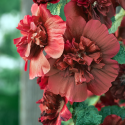 Alcea 'Chaters Chestnut Brown'