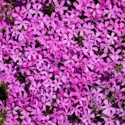 Aubretia deltoidea (Pink Rock Cress)