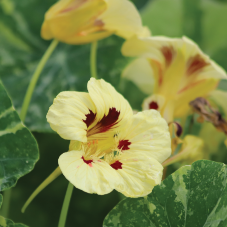 Tropaeolum majus 'Orchid Cream' Nasturtium