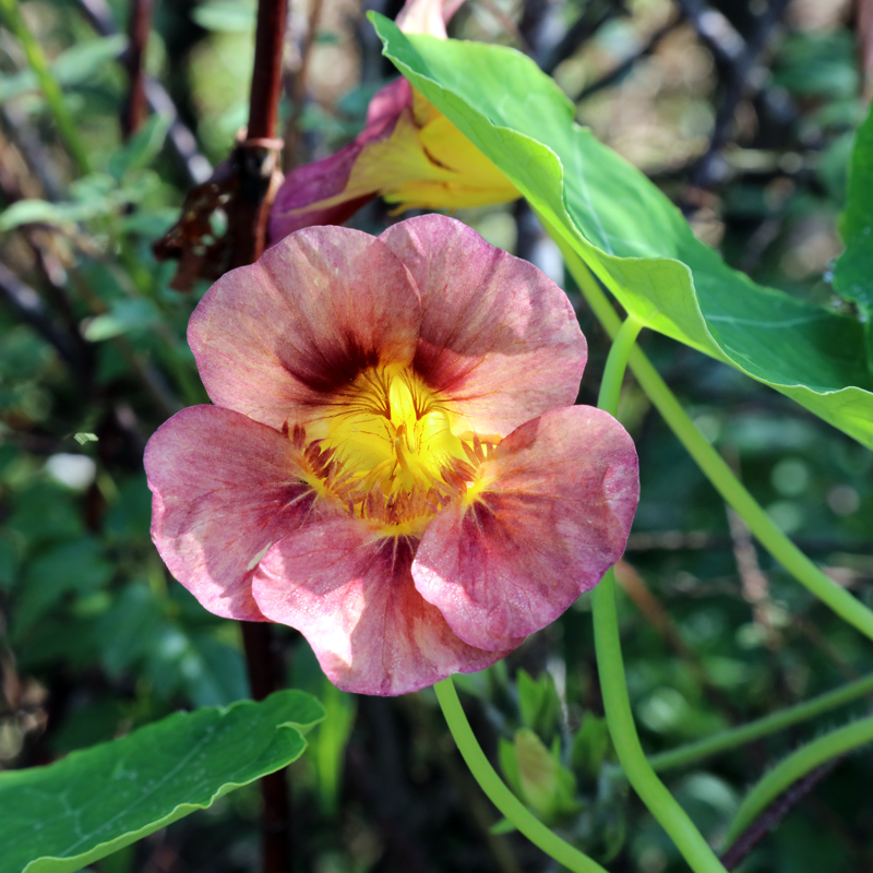 Tropaeolum majus 'Purple Emperor' Nasturtium