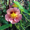 Tropaeolum majus 'Purple Emperor' Nasturtium