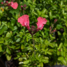 Salvia Greggii 'Sierra Pink'