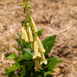 Phygelius aequalis 'Yellow Trumpet'