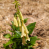 Phygelius aequalis 'Yellow Trumpet'