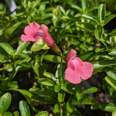 Salvia Greggii 'Sierra Pink'