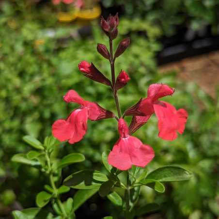Salvia Greggii 'Sierra Red'