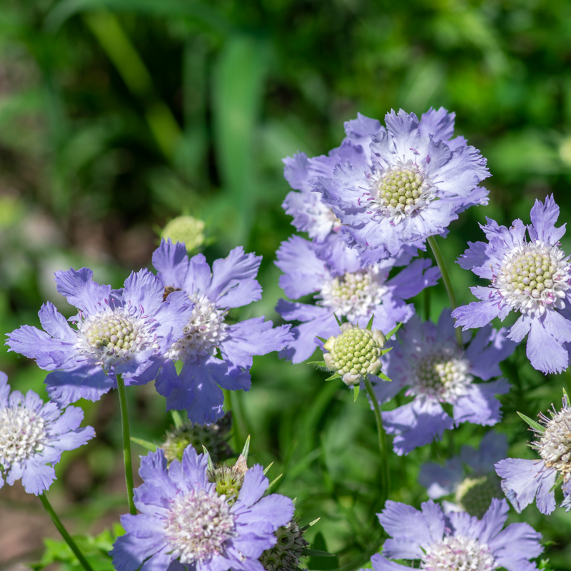 Scabiosa 'Fama Deep Blue' (Pincushion Flower)| The Small Batch Nursery